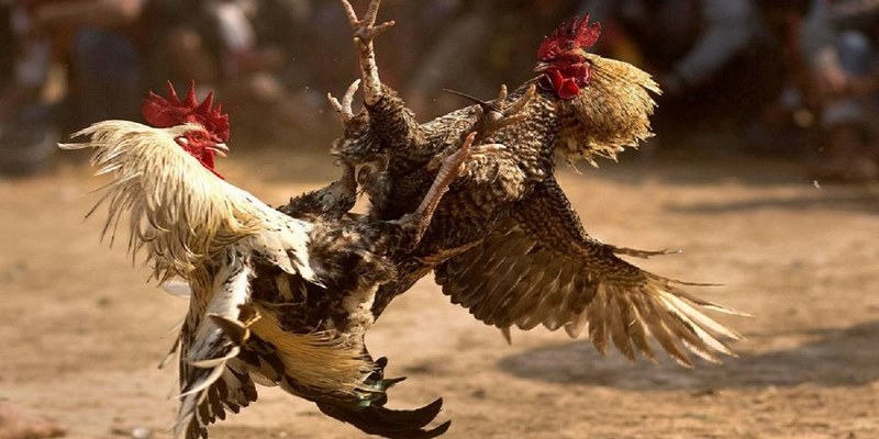 Tìm hiểu luật chơi và cửa cược đá gà tại Ku11