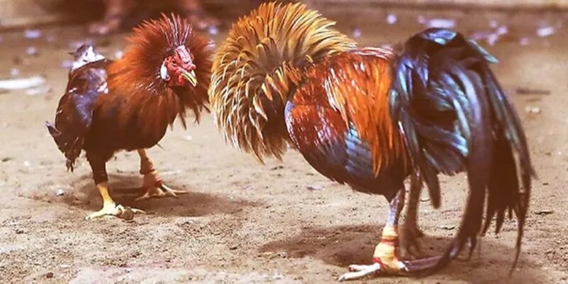 Tổng quan thông tin về đá gà cựa sắt Ku11