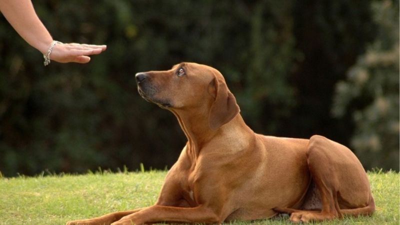 Bí kíp huấn luyện chó sủa người lạ theo mệnh lệnh 2 Huấn luyện chó sủa người lạ 02