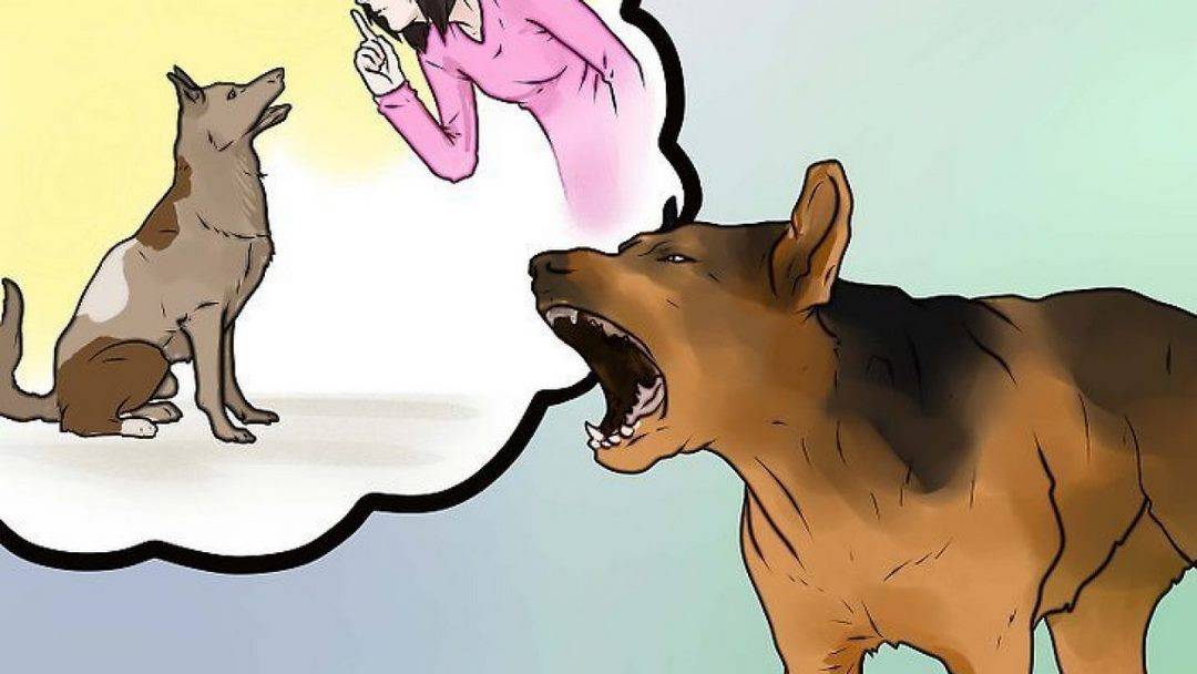 Huấn luyện chó sủa người lạ